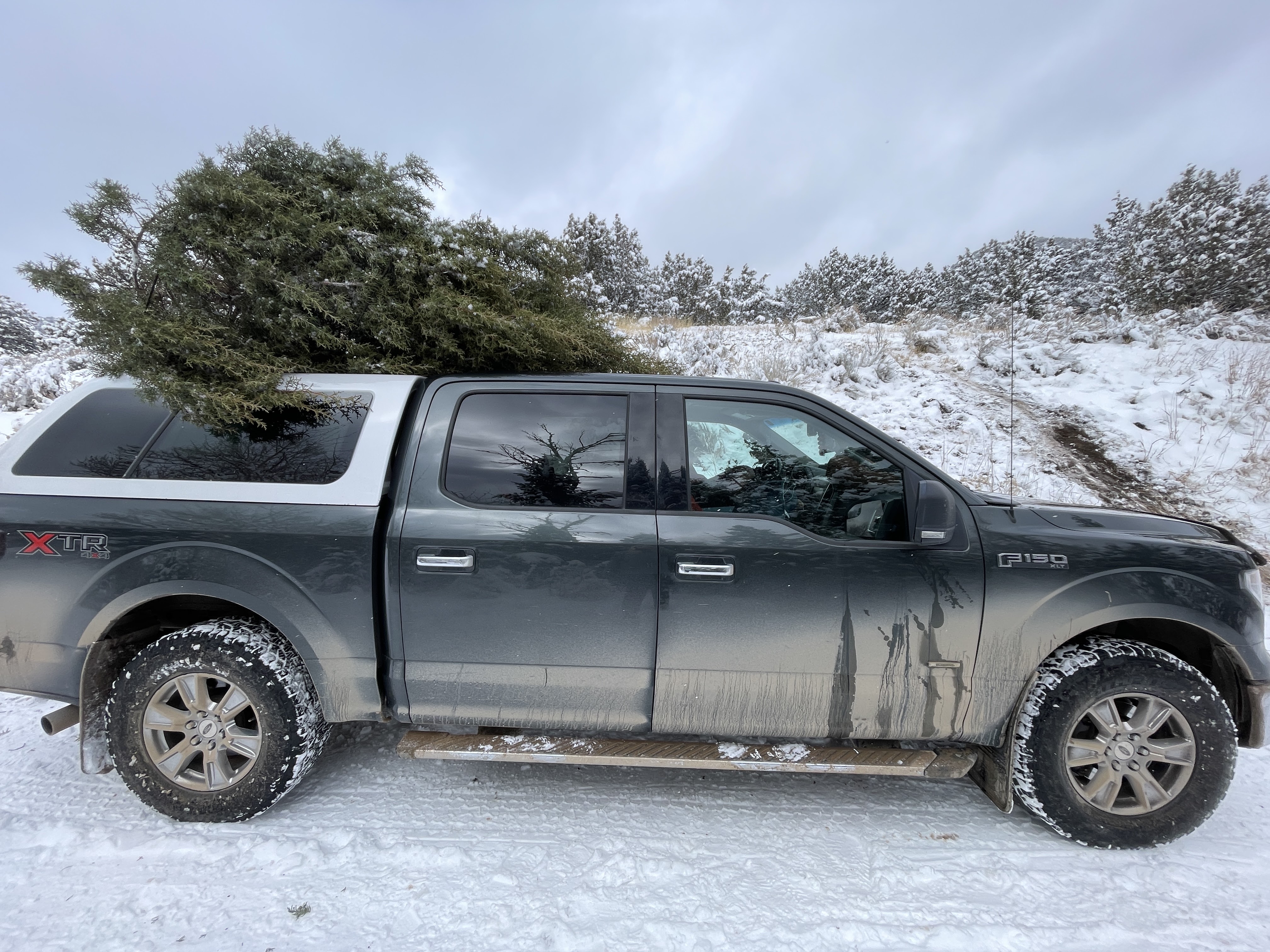 How to cut down your own Christmas Tree